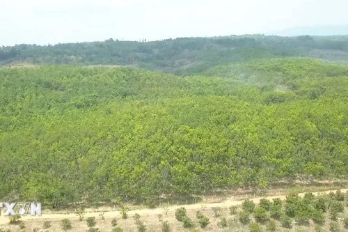 Gia Lai kiểm tra, xác minh thông tin về hàng trăm hécta cao su vô chủ