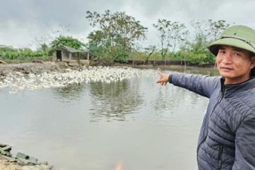 Anh nông dân mỗi năm bỏ túi 3 tỷ đồng nhờ nuôi con 'hiền lành mê nước'