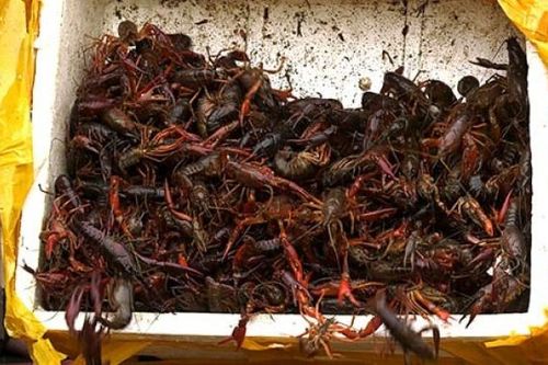 Hải quan TP. Hồ Chí Minh tăng cường kiểm soát mặt hàng tôm hùm đất