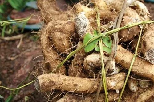 Củ mài, từ dược liệu quý đến món ngon bổ dưỡng