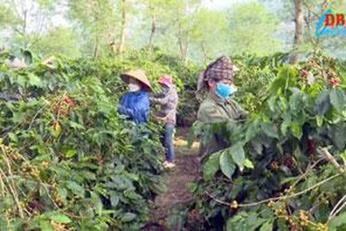 Những điểm sáng trong bức tranh kinh tế - xã hội ở Điện Biên