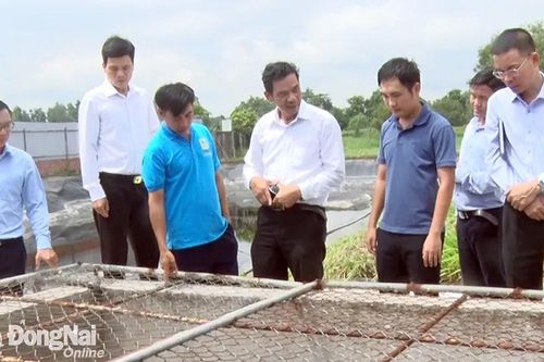 Kiểm tra môi trường một số cơ sở chăn nuôi tại huyện Cẩm Mỹ