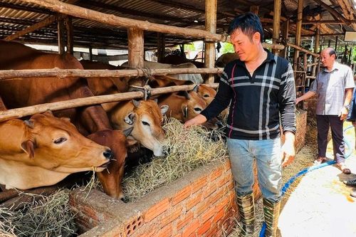 Quỹ Hỗ trợ nông dân 'tiếp sức' phát triển kinh tế gia đình