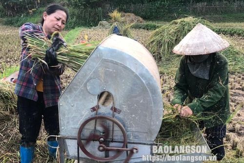 Tập trung đẩy nhanh tiến độ thu hoạch cây trồng vụ xuân