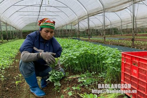 Phát triển hợp tác xã nông nghiệp: Tăng đối thoại, gỡ khó khăn