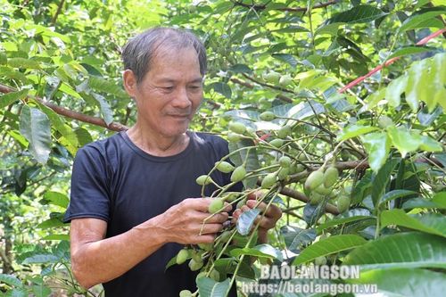 Hòa Bình: Triển vọng kinh tế từ trồng cây trám đen
