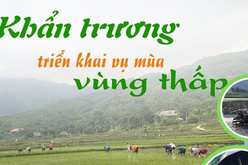 Khẩn trương triển khai sản xuất vụ mùa vùng thấp