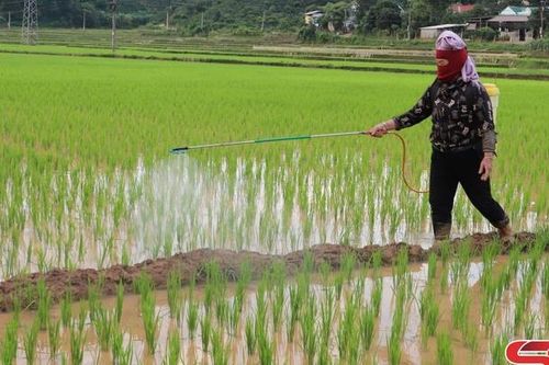 Phòng trừ sâu bệnh hại lúa mùa