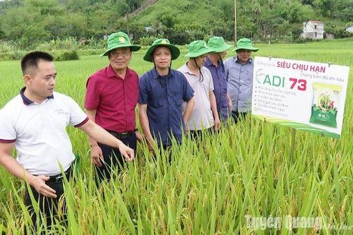 Nhìn lại các mô hình trình diễn áp dụng các giống mới
