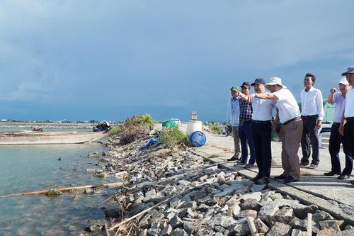 Phó Chủ tịch UBND tỉnh Hoàng Hải Minh kiểm tra công tác phục hồi, trồng rừng ngập mặn