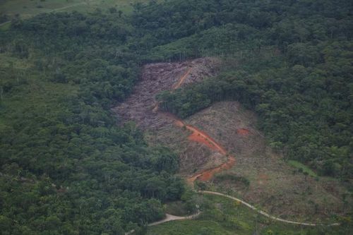 Tỷ lệ phá rừng ở Colombia giảm xuống mức thấp nhất trong 23 năm qua