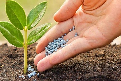 Cổ phiếu phân bón được dòng tiền kỳ vọng