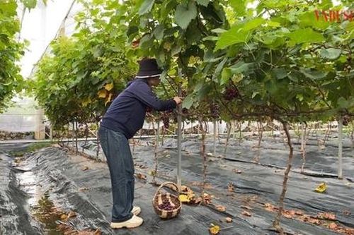 Thành công với mô hình trồng nho Hạ đen gắn với phát triển du lịch sinh thái