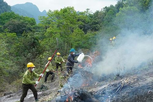 Khi lâm tặc bỏ nghề để chung tay bảo vệ rừng