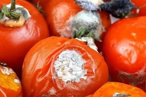 Cà chua thối đừng vội vứt đi, giữ lại sẽ có vô số công dụng
