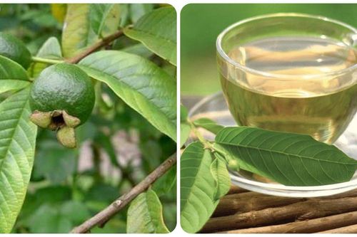 Uống nước lá ổi bao nhiêu là đủ?