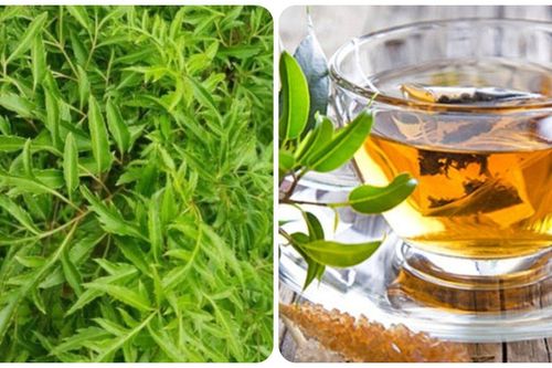 Lá đinh lăng có tốt cho sức khỏe?