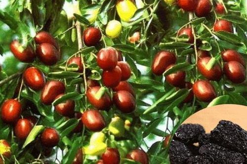 10 món ăn bài thuốc bổ dưỡng, chống nắng nóng ngày hè