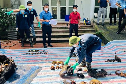 Hà Nội: tiêu hủy 299 cá thể động vật hoang dã đã chết