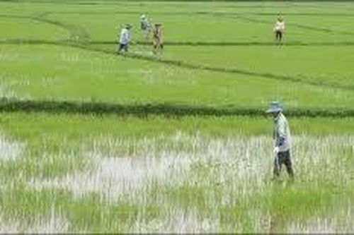 Nông dân nên xuống giống theo khuyến cáo