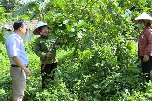 Tạo sinh kế cho đồng bào dân tộc thiểu số vươn lên thoát nghèo