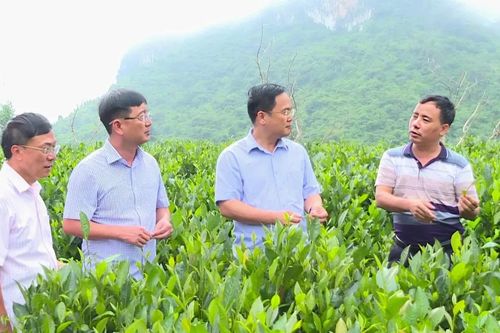 Điện biên xây dựng mô hình sản xuất chè an toàn