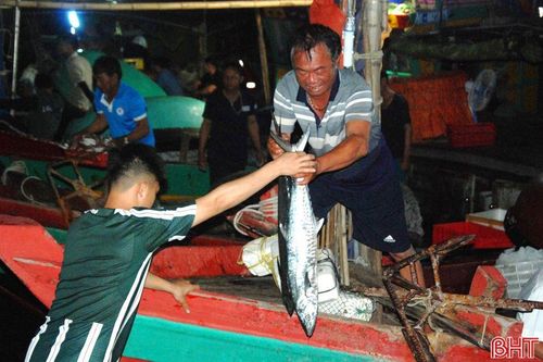 Ngư dân liên tiếp trúng đậm hải sản, sản lượng khai thác đạt gần 22 nghìn tấn
