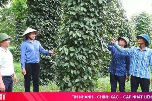 Đa dạng mô hình kinh tế, Kỳ Tân nỗ lực về đích nông thôn mới nâng cao