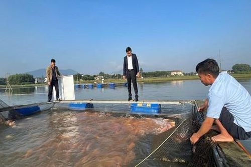 Nuôi con đặc sản thích ăn tạp, anh nông dân thu lãi gần tỷ đồng/năm