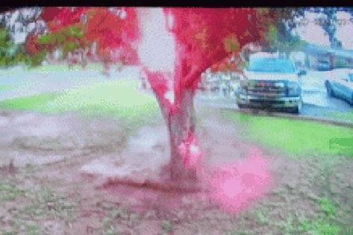 Clip: Sét đánh trúng cây trong sân nhà, khiến gia đình hoảng sợ