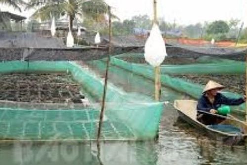Nuôi ếch kết hợp cá rô phi, lợi nhuận nhân đôi, nông dân thu hàng trăm triệu/năm