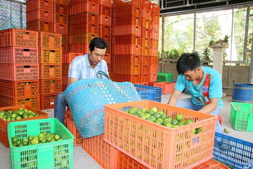 Phát triển nông nghiệp gắn với xây dựng nông thôn mới và giảm nghèo bền vững