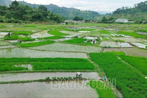 Nông dân Lào Cai phấn đấu hoàn thành gieo cấy lúa mùa trước 25/7