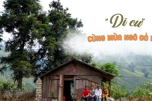 'Di cư' cùng mùa ngô đỏ hạt
