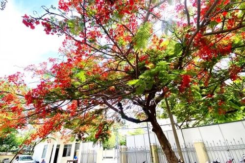 Những chùm hoa phượng