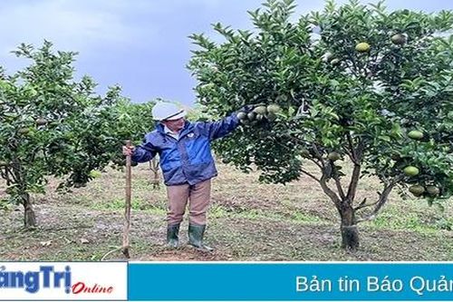 Phát triển kinh tế vườn bằng mô hình vườn mẫu