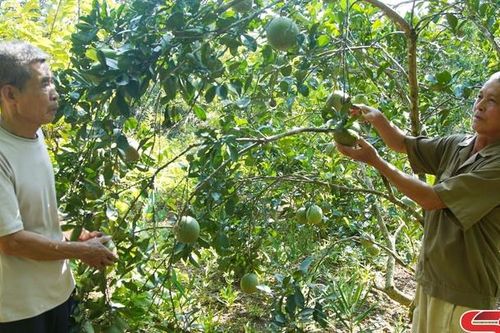 Hỗ trợ hội viên chăm sóc, bảo vệ cây trồng