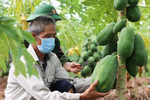 Thị trường NPK - 'Cuộc chiến mới' giữa các doanh nghiệp phân bón