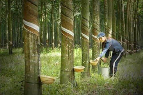 Nguyên nhân do đâu khiến lợi nhuận ròng quý II/2024 của Cao su Phước Hòa 'bốc hơi' hơn 70%?