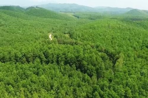 Hợp tác công - tư trong việc phát triển giá trị đa dụng của hệ sinh thái rừng