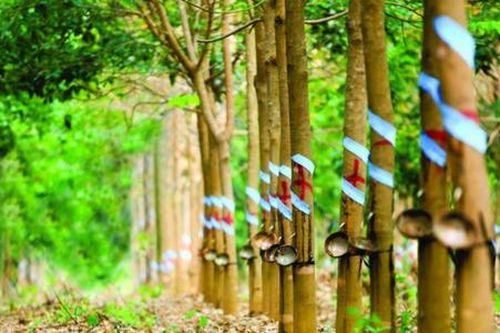 Đặt mục tiêu khiêm tốn nhưng Cao su Phước Hòa vẫn có khả năng 'vỡ' kế hoạch