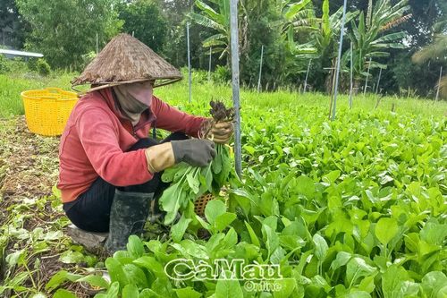 Khá lên nhờ đa canh