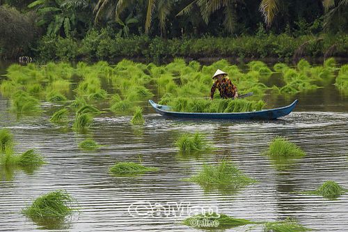 Ðể vụ lúa - tôm năm nay thắng lợi