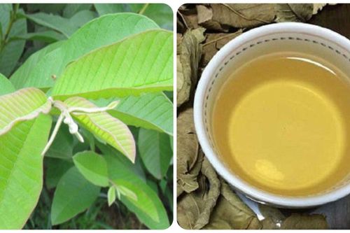 Uống nước lá ổi nhiều có tốt cho sức khỏe?