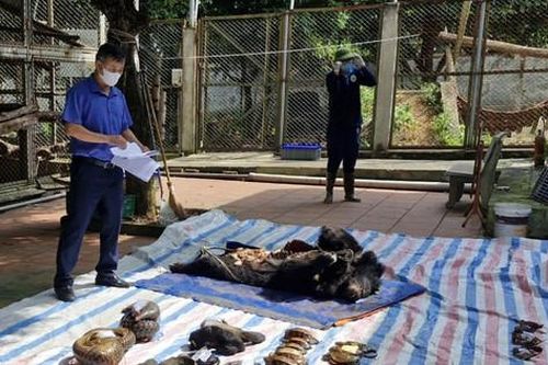 Tiêu hủy 299 cá thể động vật hoang dã