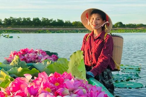Ngát thơm mô hình trồng sen bách diệp ở Hà Tĩnh