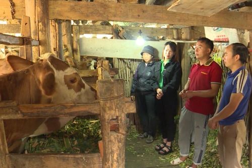 Người Mông nơi biên viễn thoát nghèo