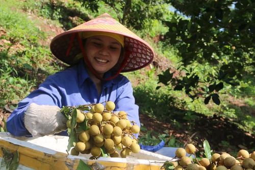 Huyện Yên Châu sát cánh cùng người dân phát triển sản xuất nông nghiệp