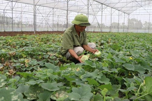 Lão nông ở Thái Bình làm giàu từ cây hoa màu
