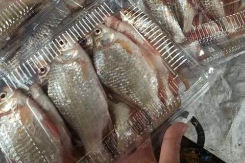 Loại cá rẻ tiền có vô số tác dụng với sức khỏe
